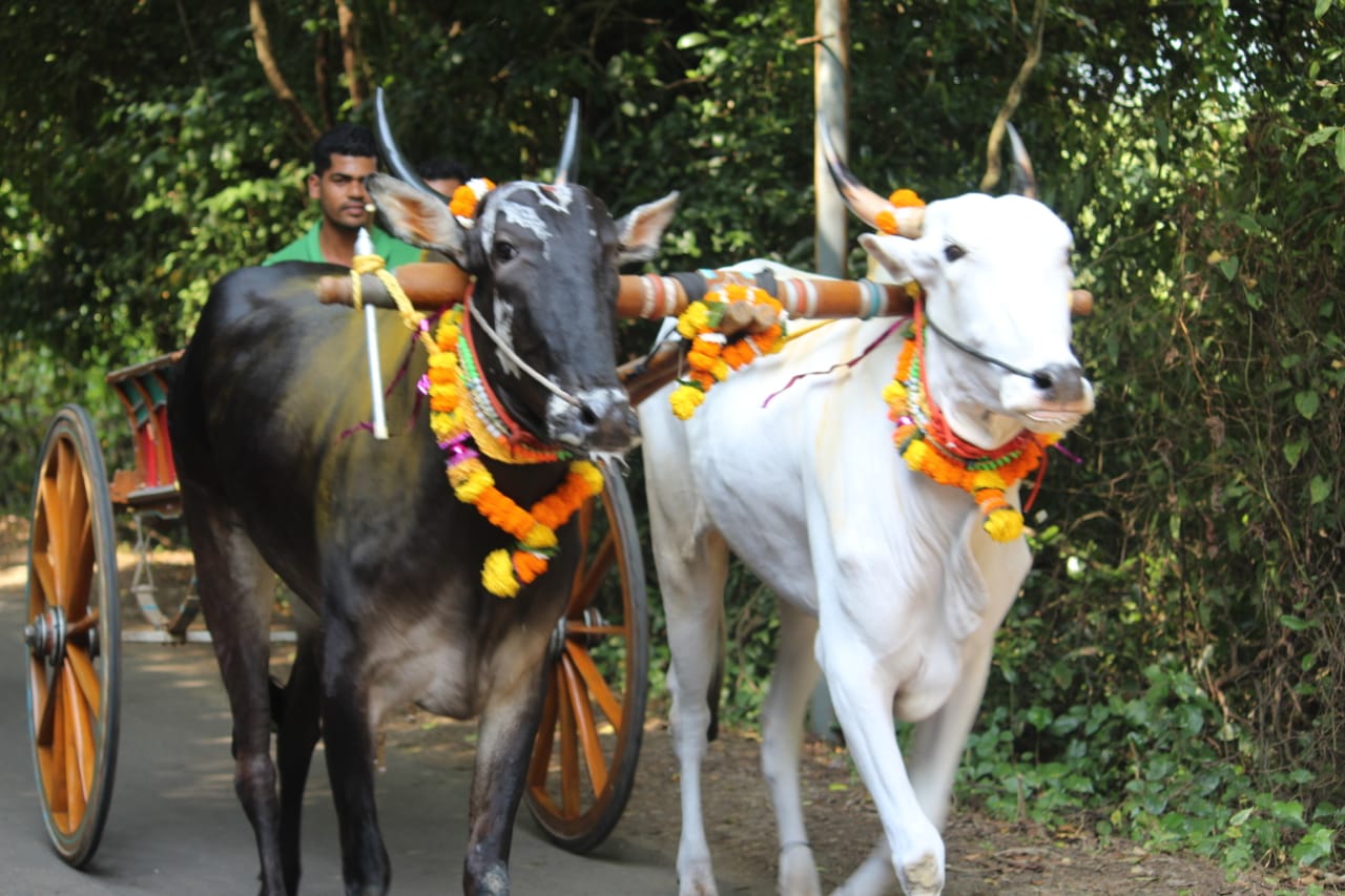 Bullock cart game activity rent in Jorhat
